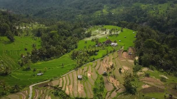 Rekaman Saham Drone Dengan Tampilan Atas Sawah Hijau Sebuah Pulau — Stok Video