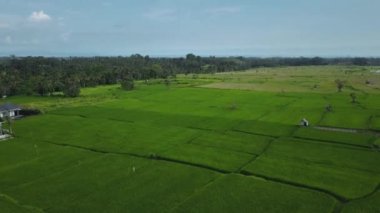 Hız ve hareket bulanıklığı olan bir Bali adasındaki yeşil pirinç tarlasını en iyi gören 4k drone stok görüntüsü. 