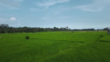 Hız ve hareket bulanıklığı olan bir Bali adasındaki yeşil pirinç tarlasını en iyi gören 4k drone stok görüntüsü. 