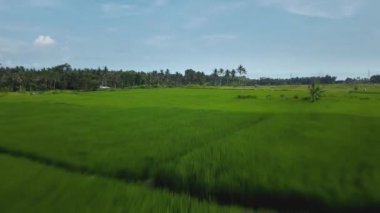 Hız ve hareket bulanıklığı olan bir Bali adasındaki yeşil pirinç tarlasını en iyi gören 4k drone stok görüntüsü. 