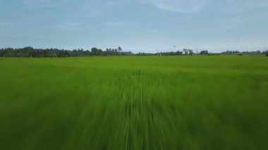 Hız ve hareket bulanıklığı olan bir Bali adasındaki yeşil pirinç tarlasını en iyi gören 4k drone stok görüntüsü. 