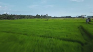 Hız ve hareket bulanıklığı olan bir Bali adasındaki yeşil pirinç tarlasını en iyi gören 4k drone stok görüntüsü. 