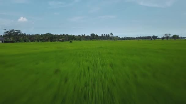 速度と動きのブレのあるバリ島の緑の田んぼのトップビューを持つ4Kドローンストック映像 — ストック動画