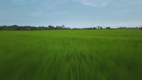 Rekaman Saham Drone Dengan Tampilan Puncak Sawah Hijau Sebuah Pulau — Stok Video