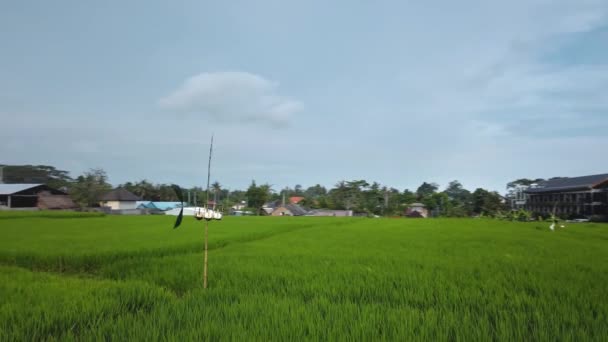 Drone Stock Záběry Horním Pohledem Zelené Rýžové Pole Ostrově Bali — Stock video