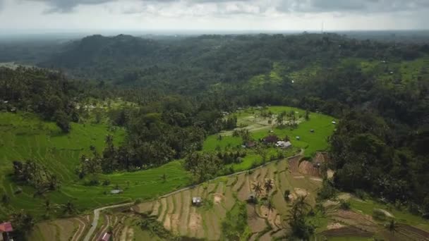 Drone Stock Záběry Horním Pohledem Zelené Rýžové Pole Ostrově Bali — Stock video