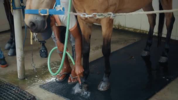 村内の馬飼育場で頭に縄が張られた茶色い馬 — ストック動画