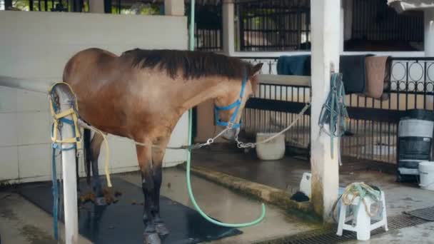 一匹棕色的马 头戴皮带 特写在村子里的一个养马场 — 图库视频影像