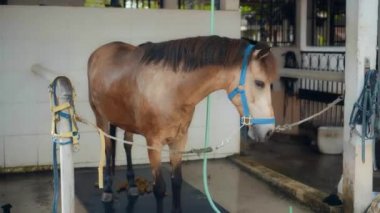 Köydeki bir at çiftliğinde kafasında tasma olan kahverengi bir at.
