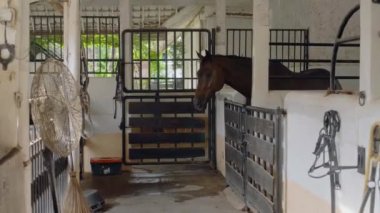 Köydeki bir at çiftliğinde başında tasma olan kahverengi bir at.