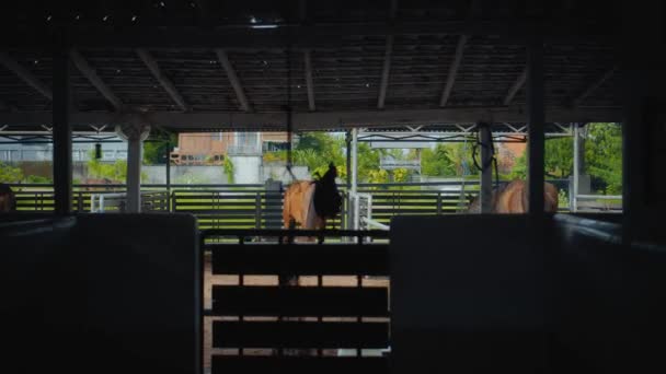 Brun Hest Med Bånd Hodet Hestegård Landsbyen – stockvideo