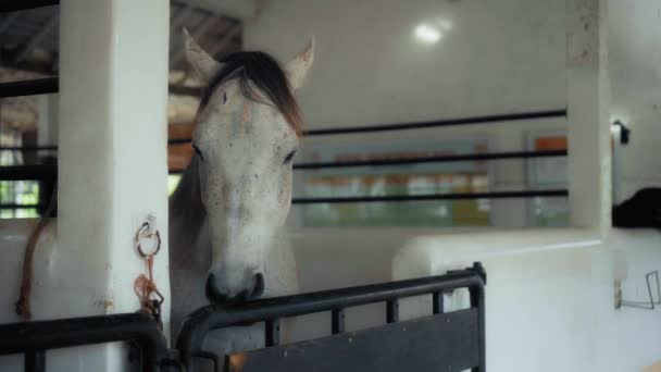Chory Biały Koń Uszkodzoną Skórą Zbliżenie Farmie Dla Koni Hodowlanych — Wideo stockowe