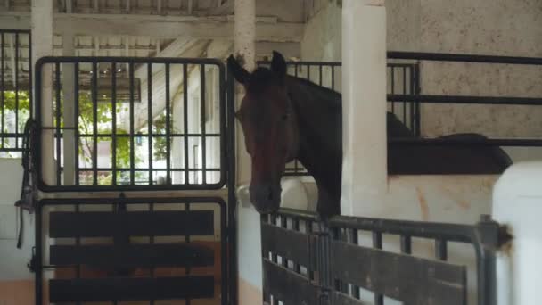 Een Bruin Paard Met Een Riem Aan Het Hoofd Een — Stockvideo
