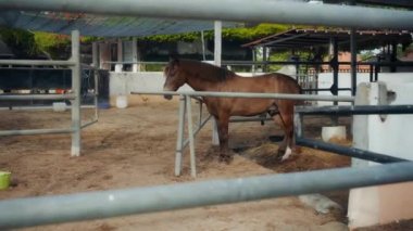 Köydeki bir at çiftliğinde başında tasma olan kahverengi bir at.