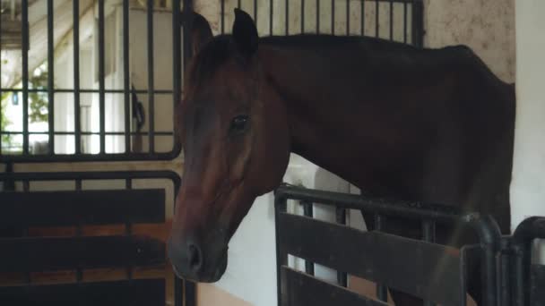 村内の馬飼育場で頭に紐をつけた茶色の馬 — ストック動画