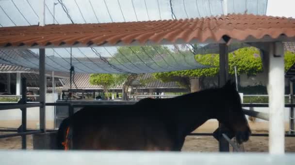 Een Bruin Paard Met Een Riem Aan Het Hoofd Een — Stockvideo