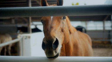 Büyük burunlu bir köydeki at çiftliğinde yakın plan kahverengi bir at.