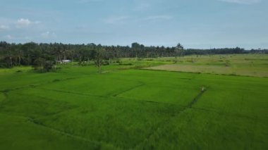 Hız ve hareket bulanıklığı olan bir Bali adasındaki yeşil pirinç tarlasını en iyi gören 4k drone stok görüntüsü. 