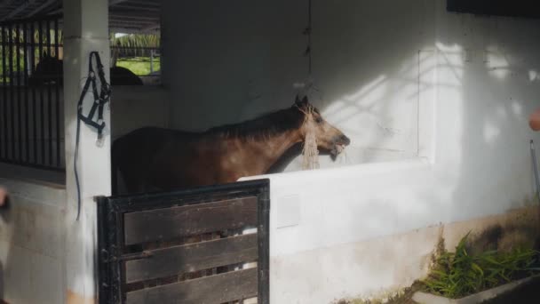 在村子里的一个养马场 一匹头戴皮带的棕色马 — 图库视频影像