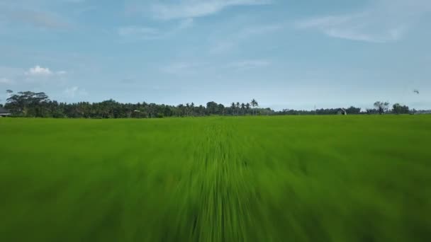 4K无人驾驶飞机云集画面 俯瞰巴里岛上的绿色稻田 速度快 运动模糊 — 图库视频影像