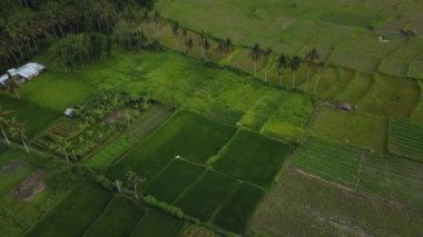 Hız ve hareket bulanıklığı olan bir Bali adasındaki yeşil pirinç tarlasını en iyi gören 4k drone stok görüntüsü. 