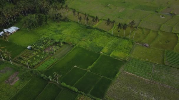 Drone Stockfilm Med Ovanifrån Grönt Ris Fält Bali Med Snabb — Stockvideo