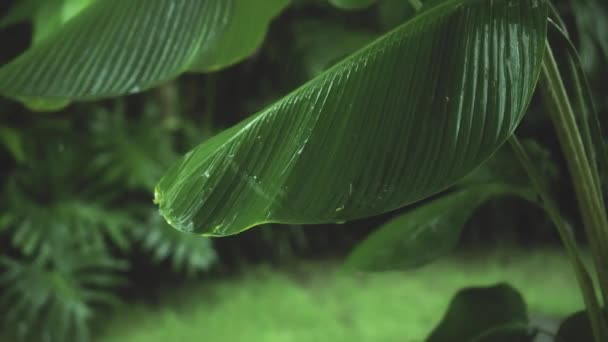 Images Feuilles Tropicales Humides Vertes Buisson Avec Des Gouttes Eau — Video