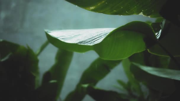 Filmato Cespuglio Verde Foglie Tropicali Umide Con Gocce Acqua Che — Video Stock