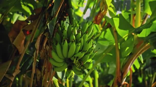 Filmato Banane Appese Albero Banane Una Fattoria Sotto Raggi Luminosi — Video Stock