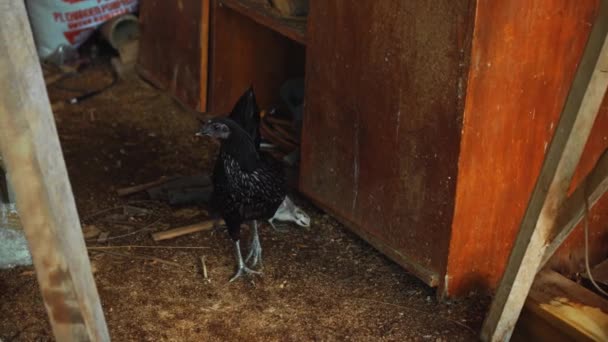 Materiałów Filmowych Kury Małymi Kurczakami Spacerujące Podwórku Wiosce Farmie — Wideo stockowe