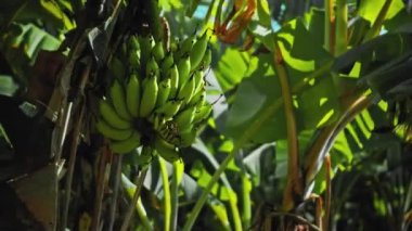 Güneş ışınları altındaki bir çiftlikteki muz ağacına muz asma görüntüsü.
