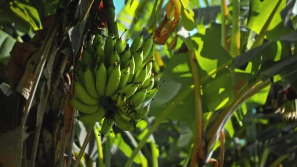 농장에 바나나 나무에 — 비디오