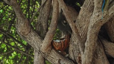 Kabarık sincap bir ağaç dalına oturur ve arka planda yeşil yapraklı hindistan cevizi yer.