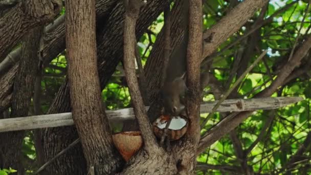 Ardilla Esponjosa Sienta Una Rama Árbol Come Coco Con Hojas — Vídeo de stock