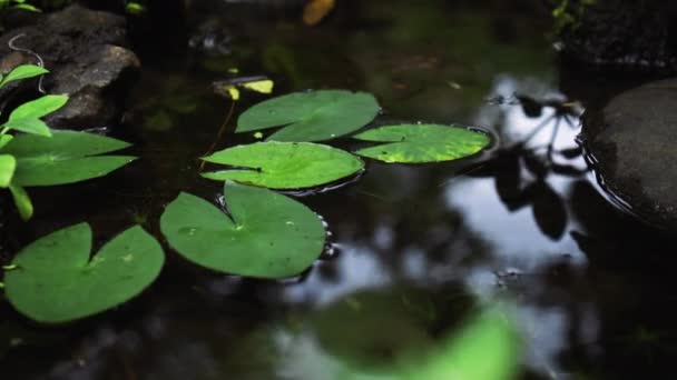 Відео Джунглів Скелі Високій Горі Скелястою Річкою Зеленими Деревами — стокове відео