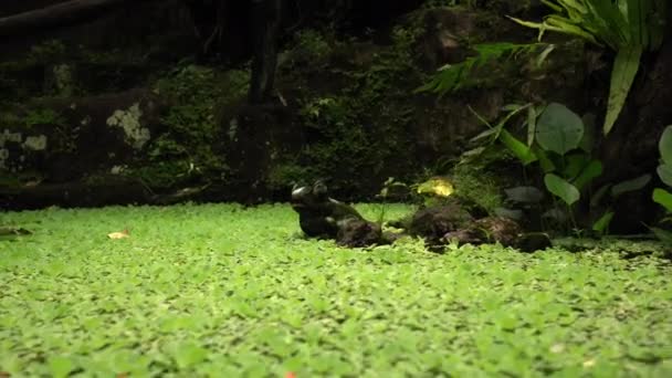 Antigua Estatua Roca Rana Selva Tropical Medio Del Río — Vídeos de Stock