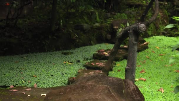 Ormandaki Bir Dağ Nehri Üzerinde Eski Ahşap Bir Köprünün Videosu — Stok video