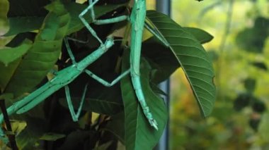 Büyük yeşil Endonezya böceği Phasmatoptera cyphocraniu gigas kuş familyasından bir ağacın yapraklarında oturuyor.