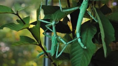 Büyük yeşil Endonezya böceği Phasmatoptera cyphocraniu gigas kuş familyasından bir ağacın yapraklarında oturuyor.