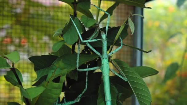 Μεγάλο Πράσινο Ινδονησιακό Σκαθάρι Phasmatoptera Cyphocraniu Gigas Από Την Οικογένεια — Αρχείο Βίντεο