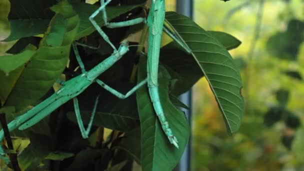 Gran Escarabajo Indonesio Verde Las Phasmatoptera Cyphocraniu Gigas Familia Aves — Vídeos de Stock