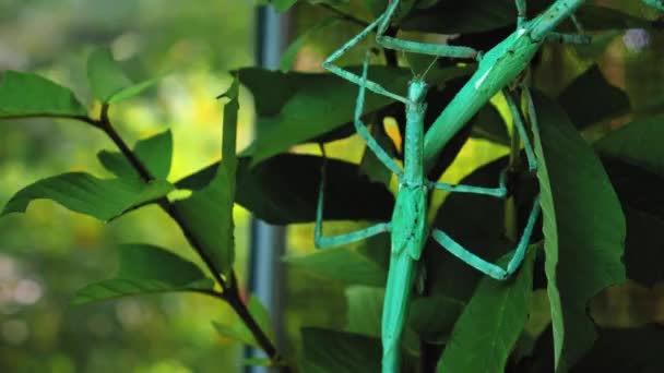Большой Зелёный Индонезийский Жук Phasmatoptera Cyphocraniu Gigas Семейства Птиц Сидящих — стоковое видео