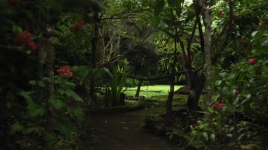 Ormandaki bir dağ nehri boyunca eski ahşap bir köprünün videosu.