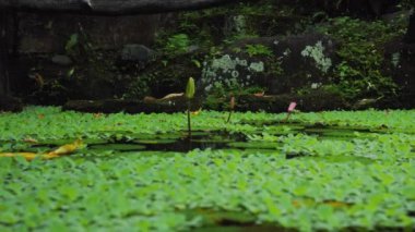Kapalı nilüfer çiçeği tomurcuğu ormandaki yağmur ormanlarında, gölün arasında büyüyor.