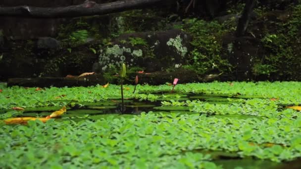 Zamknięte Pąki Kwiatu Lotosu Rosnące Wśród Jeziora Lesie Deszczowym Dżungli — Wideo stockowe