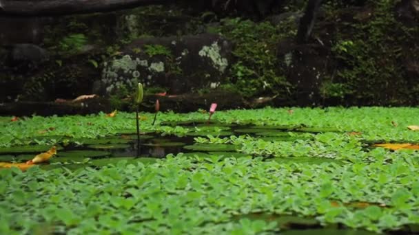 Zamknięte Pąki Kwiatu Lotosu Rosnące Wśród Jeziora Lesie Deszczowym Dżungli — Wideo stockowe