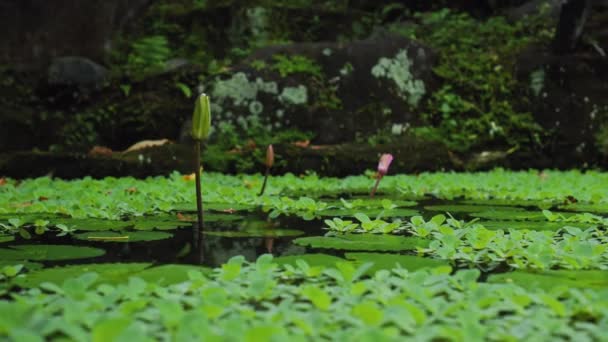 Bourgeon Fermé Fleur Lotus Poussant Parmi Lac Dans Forêt Tropicale — Video