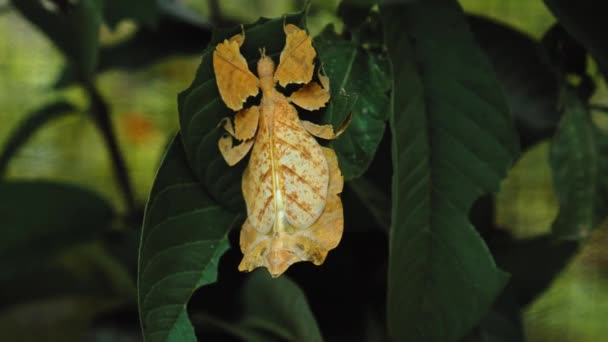 Лист Насекомое Желтые Phylliidae Торчащие Листом Хорошо Замаскированы Темы Стеблю — стоковое видео