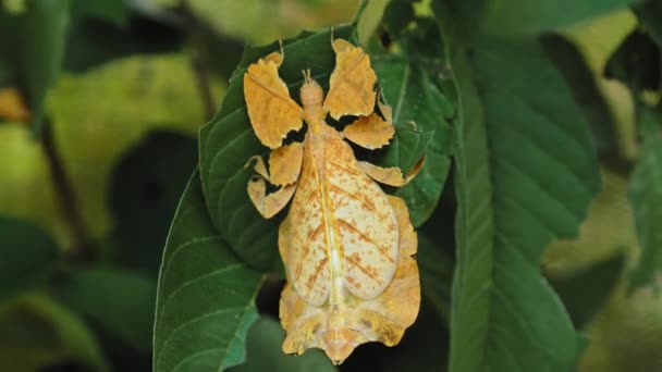 Blatt Insekt Die Gelben Phylliidae Kleben Unter Einem Blatt Und — Stockvideo