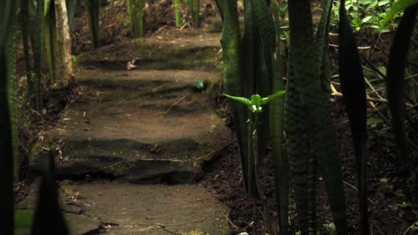 Beau Papillon Aux Ailes Noires Bleues Volant Dans Forêt Tropicale — Video